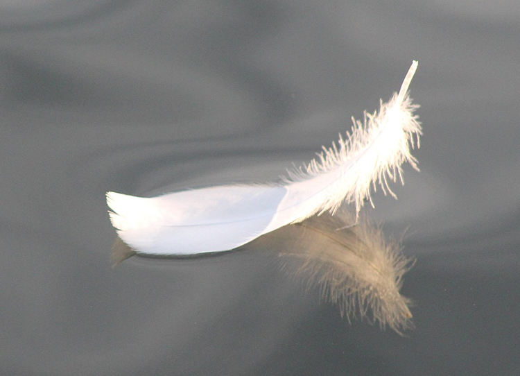 weiße Feder auf dem Wasser mit einer Spiegelung