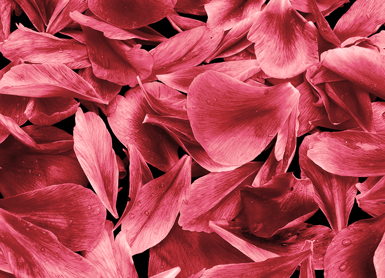 Bild zeigt ganz viele rote Rosenblätter übereinander